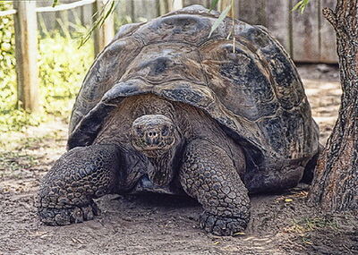 Islas-tortugas-galapagos2.jpg