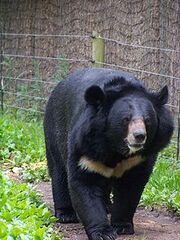 220px-Black bear.jpg