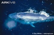 Ballena azul 6.jpg