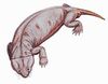 200px-Cistecephalus1DB.jpg