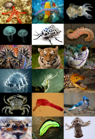 250px-Animal diversity