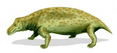 Jonkeria