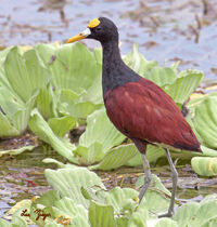 Shorebirds jacana northern5