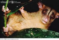 Woolly Opossum Caluromys philander is well adapted 091303.jpg