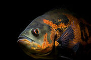 250px-Astronotus ocellatus.jpg