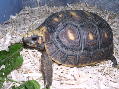 Chelonoidis carbonaria.jpg
