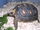 Tortuga de patas rojas