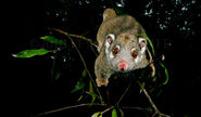 GREEN-RINGTAIL-POSSUM-Pseudochirops-archeri MAM0016