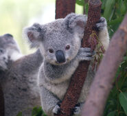 Koala1