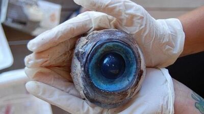 OJO-640x359.jpeg