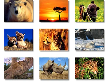 ANIMALES SALVAJES62F0