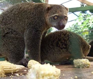 AiluropsUrsinus1.jpg (49 kB)