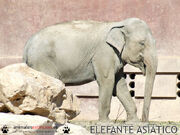 2611080310 elefante asiatico 2