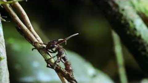 Hongo_parasito_llamado_Cordyceps