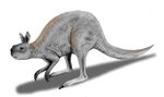 Procoptodon.jpg