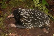 Echidna new guinea