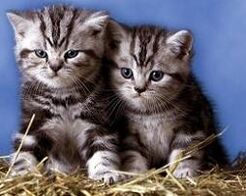 Gatos-fotos.jpg
