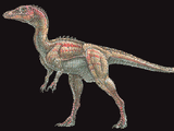 Eoraptor