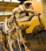 20080608 diprotodon.jpg