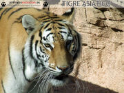 2608080202 panthera-tigris2.jpg