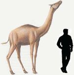 Aepycamelus