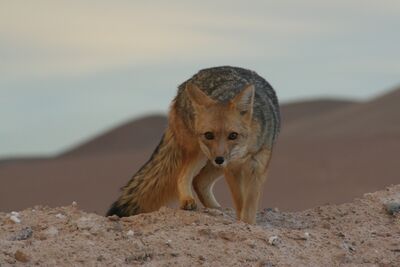 Zorro Imilac Lycalopex culpaeus 7818