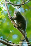 Adult-bear-cuscus.jpg (52 kB)