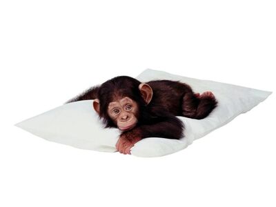 Monito durmiendo.jpg