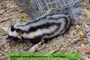 0502090248 zorrillo pigmeo 1 thl.jpg