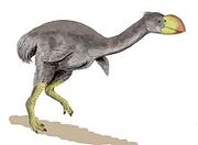 220px-Dromornis BW.jpg