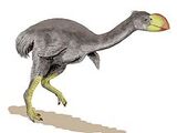 Dromornis