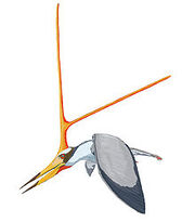 220px-Nyctosaurus DB.jpg