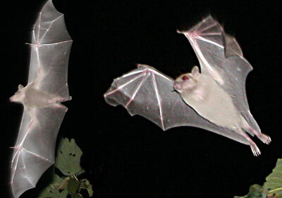 Bats.jpg