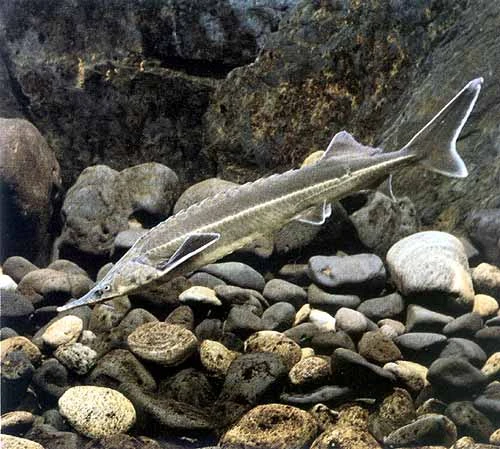 Acipenser stellatus-400