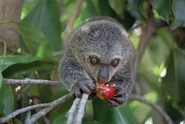 Cuscus.jpg (33 kB)