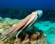250px-Octopus3.jpg