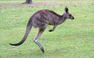 Macropus giganteus Eastern grey kangaroo bounding captive Brisbane, Australia-2846 low res