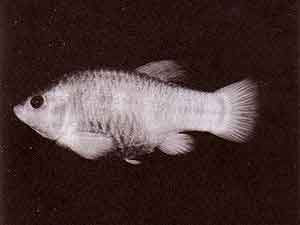 300px-Tecopa-pupfish.jpg