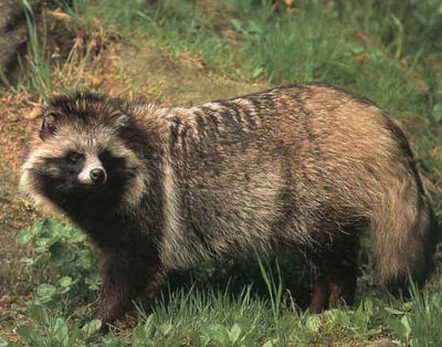 Raccdog-01