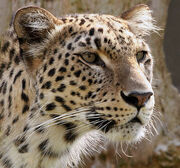 1501090339 leopardo persa 211.jpg