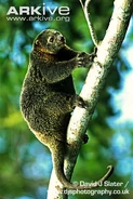 Bear-cuscus-climbing-a-tree.jpg (60 kB)