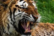 2102091214 tigre sumatra 222 thl.jpg
