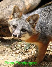 0812080821 zorro isleno 6.jpg