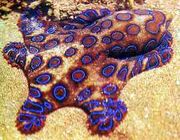 Blueringedoctopus5tc31.jpg