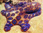 Blueringedoctopus5tc31