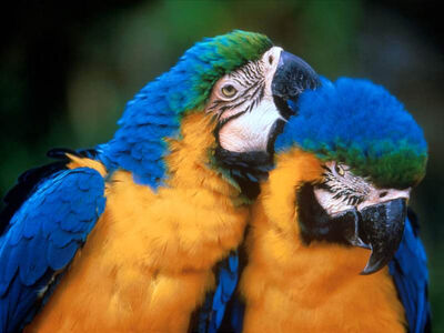 Papagayos pareja.jpg