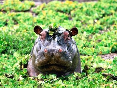 Animals-Hippopotamus Peek-a-boo-Hippopotamus.jpg