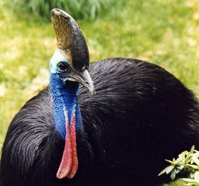 Casuarius4.jpg