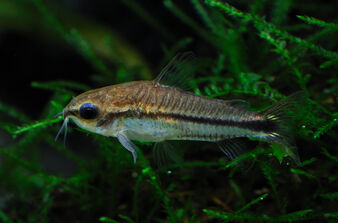 Corydoras-pygmaeus