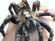 2710081159 tarantulaFLICKRtunedbeat2